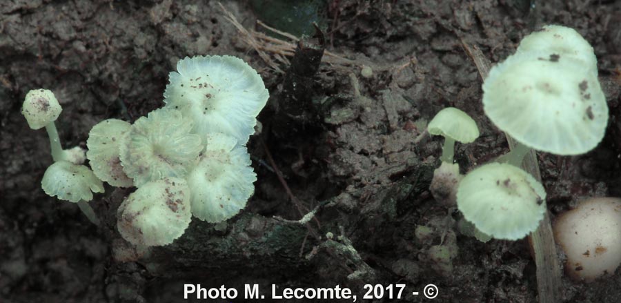 Mycena alba (Phloeomana alba)